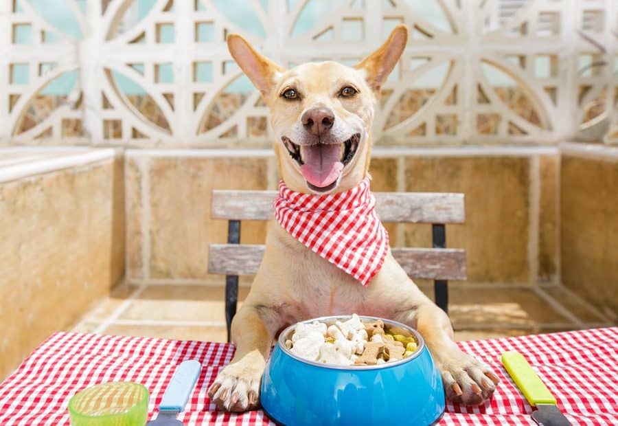 Debunking Pet Food Myths: What You Need to Know