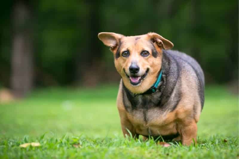 7 Signs of Aging Every Dog Owner Should Know