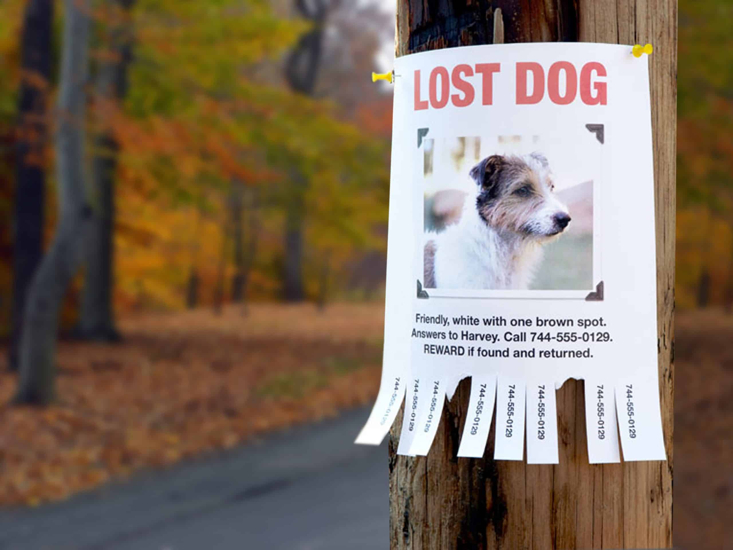 What Should You Do If Your Pet Goes Missing?