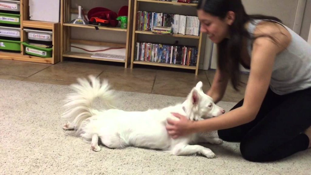 Coping With The Challenges Of A Disabled Pet