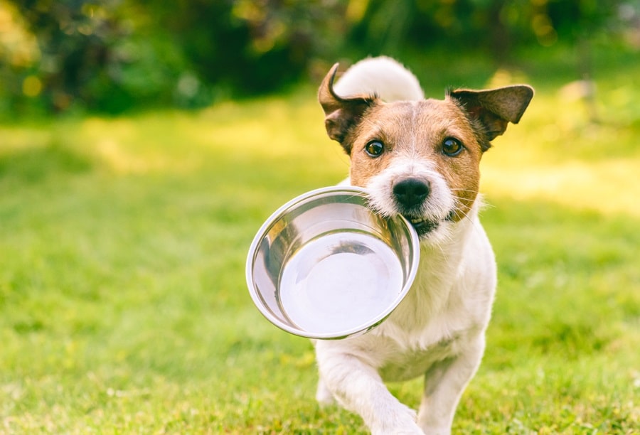 Planning Your Pet's Diet: A Nutritional Framework