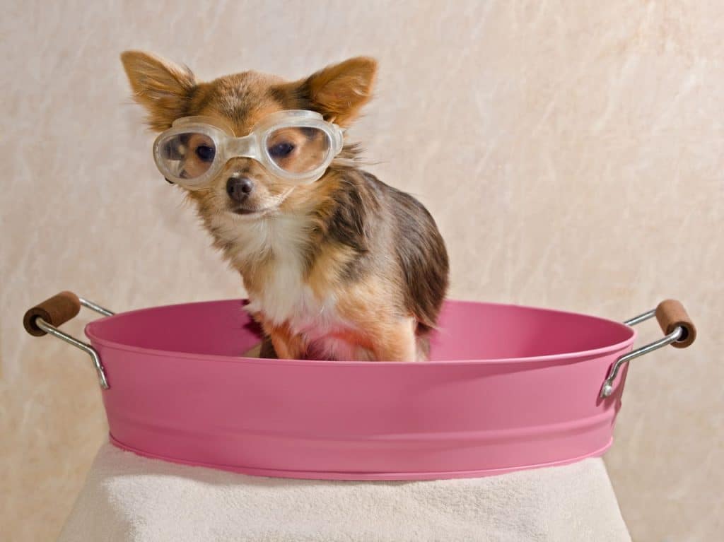 How Oatmeal Baths Soothe Itchy Skin In Dogs