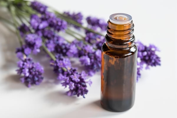 The Calming Effects of Lavender for Anxious Dogs