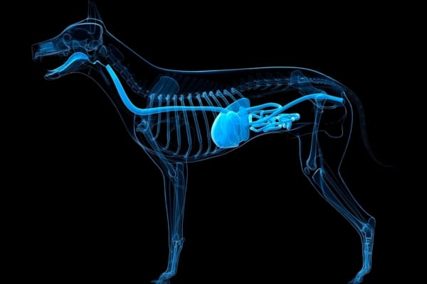 The Healing Effects Of Chamomile For Dogs