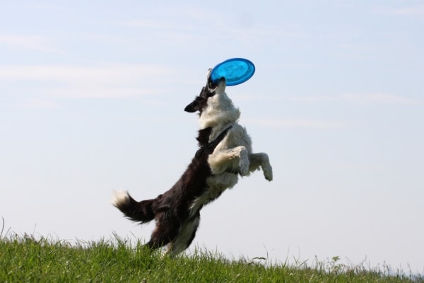 The Protective Benefits of Green Tea Extract for Dogs
