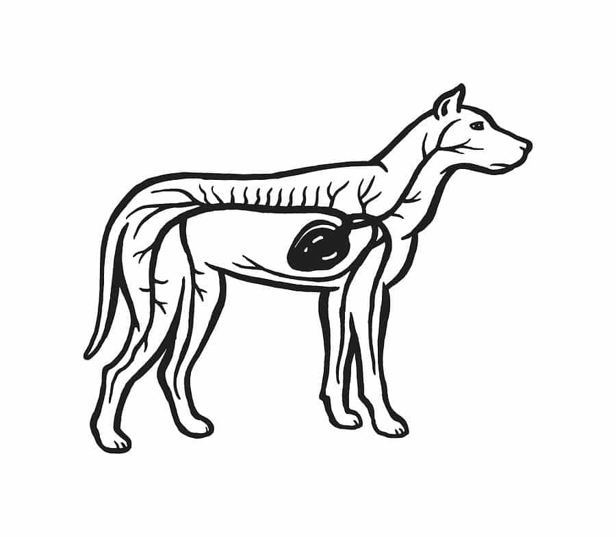 The Benefits of Ginger for Dogs