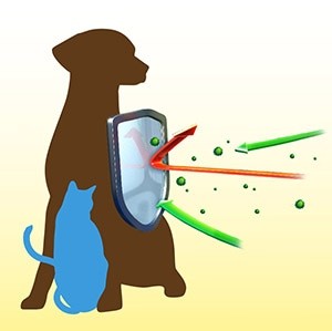 The Benefits of Ginger for Dogs