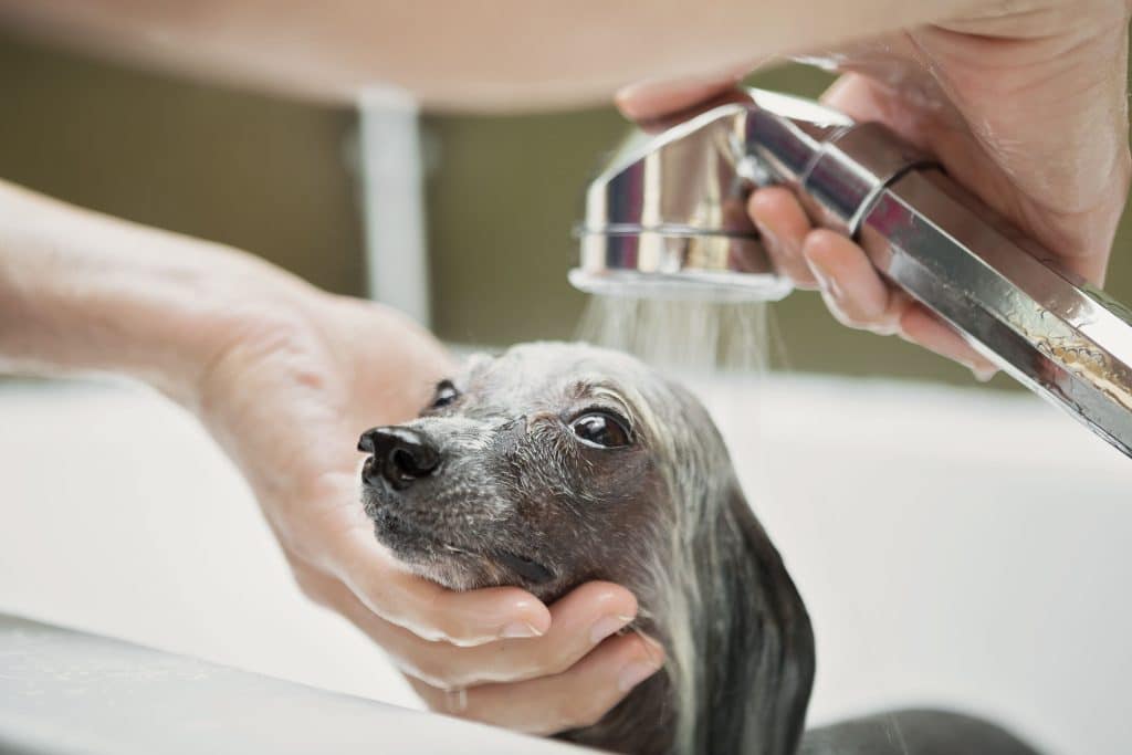 How Oatmeal Baths Soothe Itchy Skin In Dogs