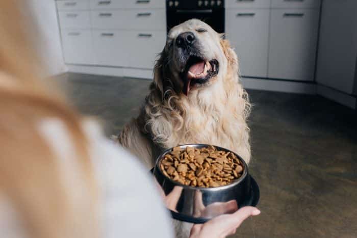 The Importance of Fiber in a Dog's Diet