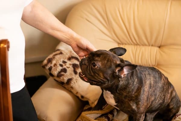 Omega 3 Fatty Acids For Dogs