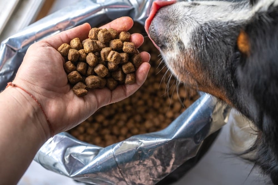 The Importance of Fiber in a Dog's Diet