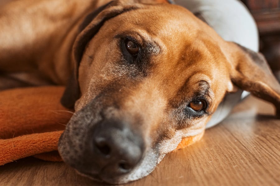 Signs of Depression in Dogs