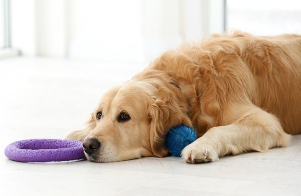 Signs of Depression in Dogs