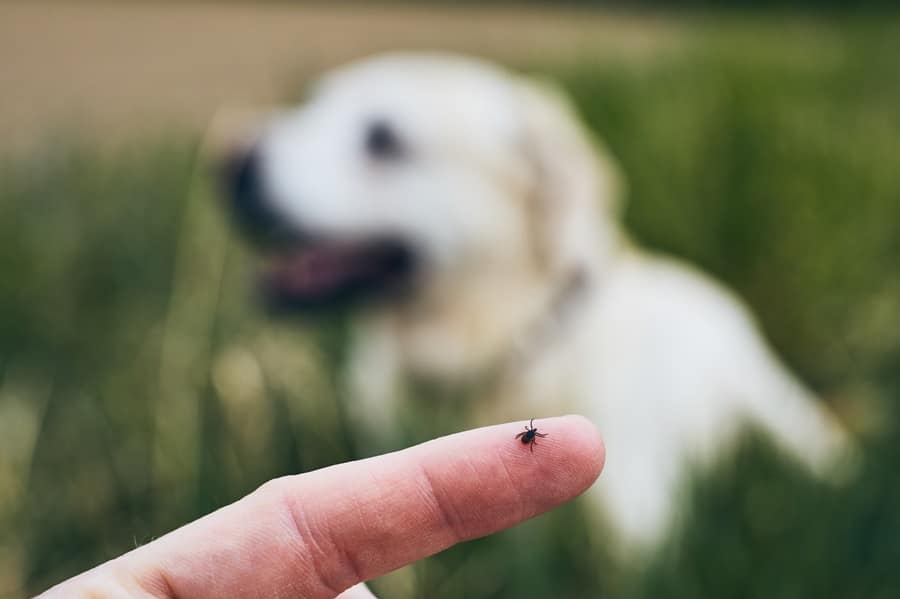 Protect Your Dog from Fleas and Ticks