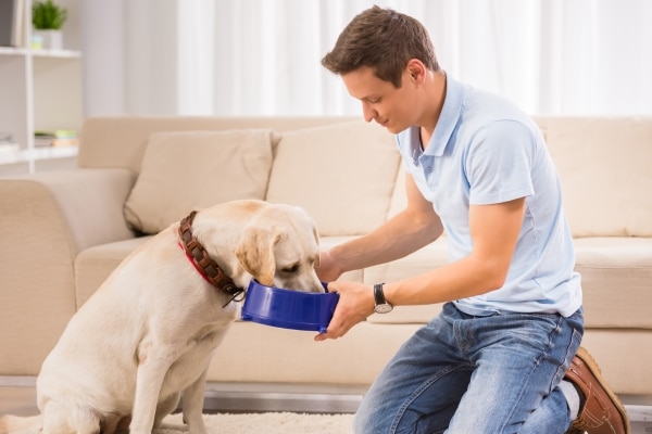 Protect Your Dog from Fleas and Ticks