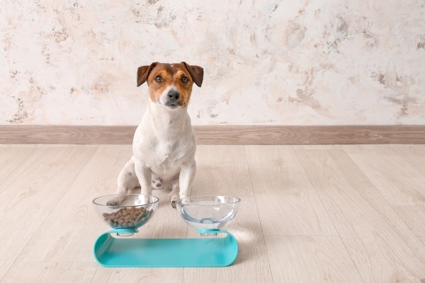 Your Dog’s Skin Allergies Are Out of Control