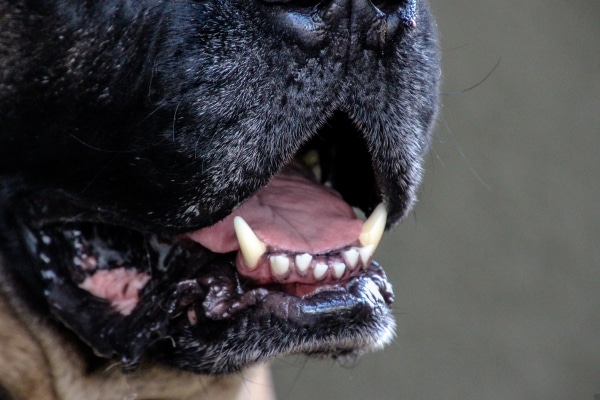 Your Dog’s Skin Allergies Are Out of Control