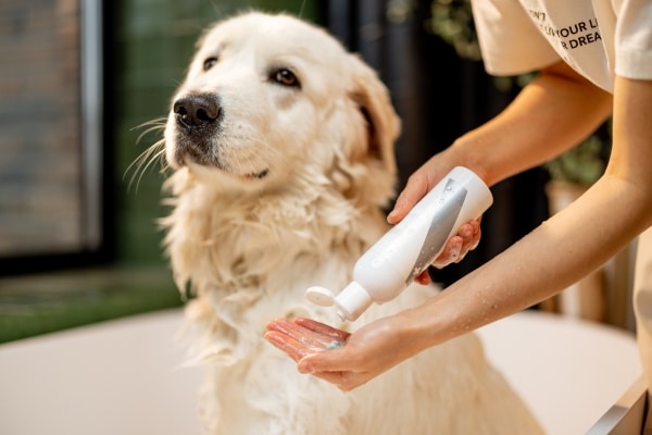 Your Dog’s Skin Allergies Are Out of Control