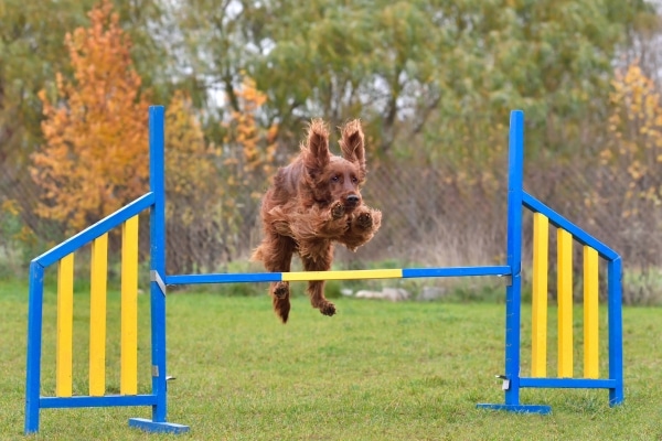 Mistakes Dog Owners Make with Joint Care