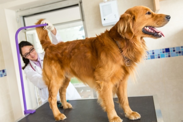 Mistakes Dog Owners Make with Joint Care