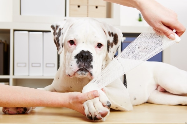 Mistakes Dog Owners Make with Joint Care