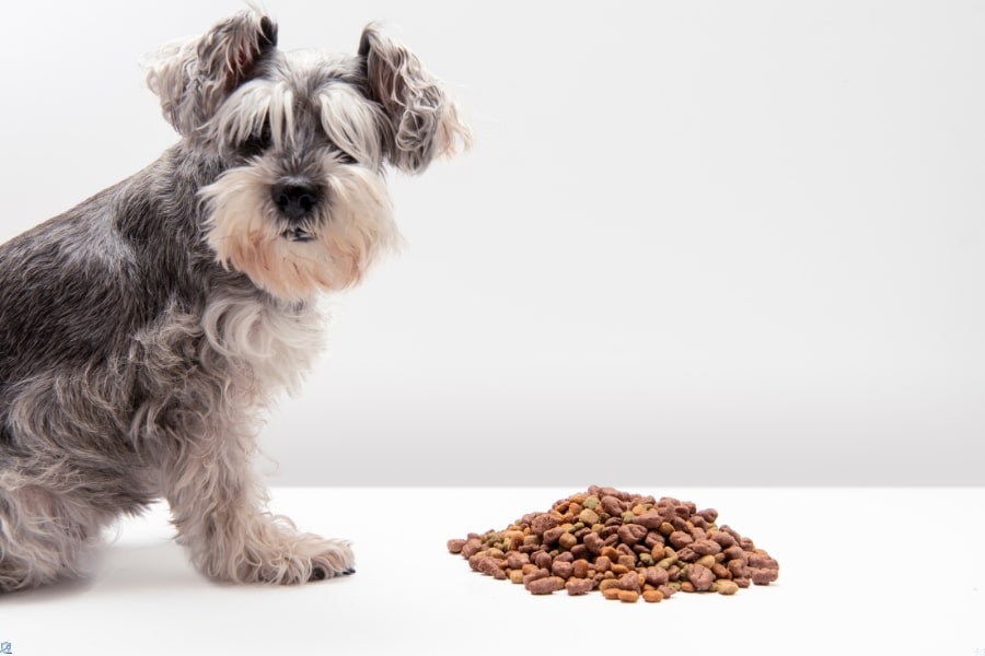 Reasons Your Dog Refuses to Eat