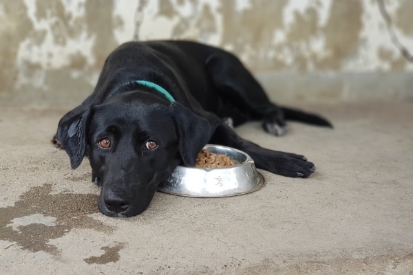 Reasons Your Dog Refuses to Eat