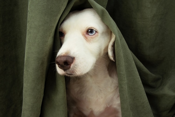 Understanding Canine Anxiety