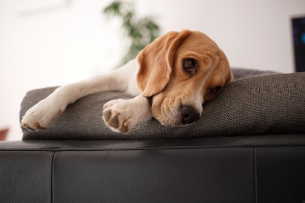 Your Pet Trying to Tell You Something’s Wrong