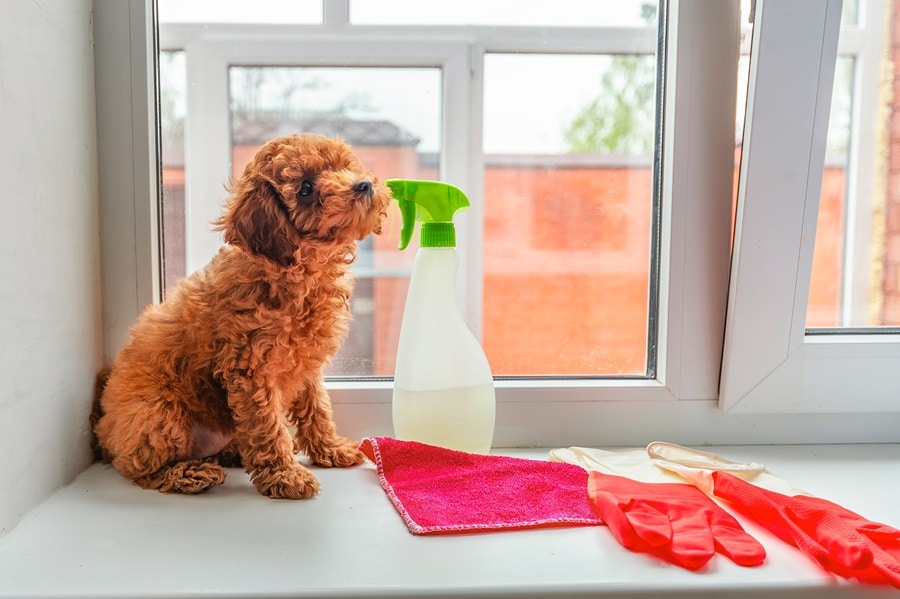 Are Your Cleaning Supplies Poisoning Your Pet?