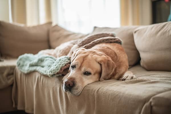 Are Your Cleaning Supplies Poisoning Your Pet?