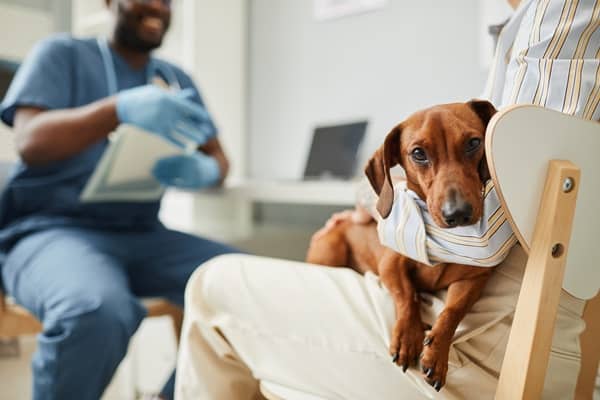 Are Your Cleaning Supplies Poisoning Your Pet?