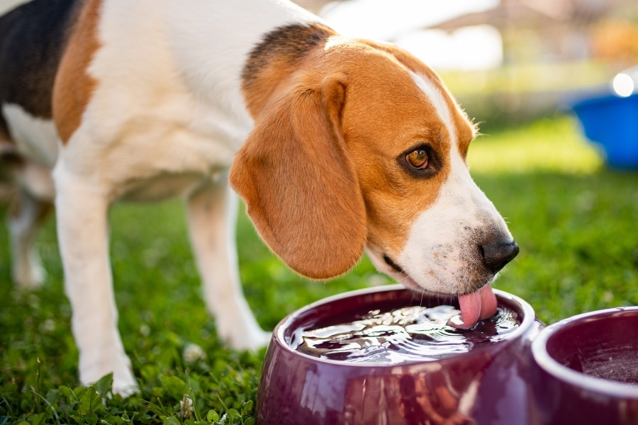 Is Your Pet Drinking Enough Water?