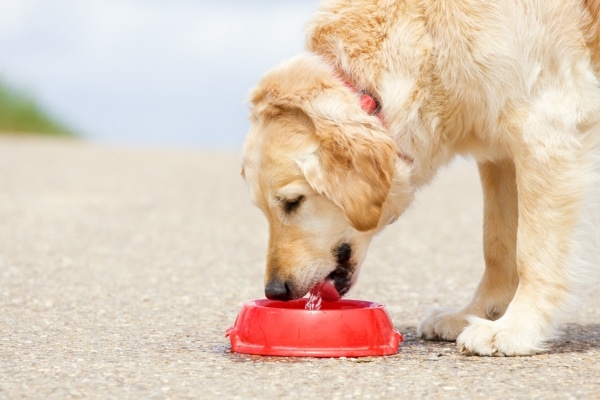 Is Your Pet Drinking Enough Water?
