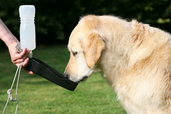 Is Your Pet Drinking Enough Water?