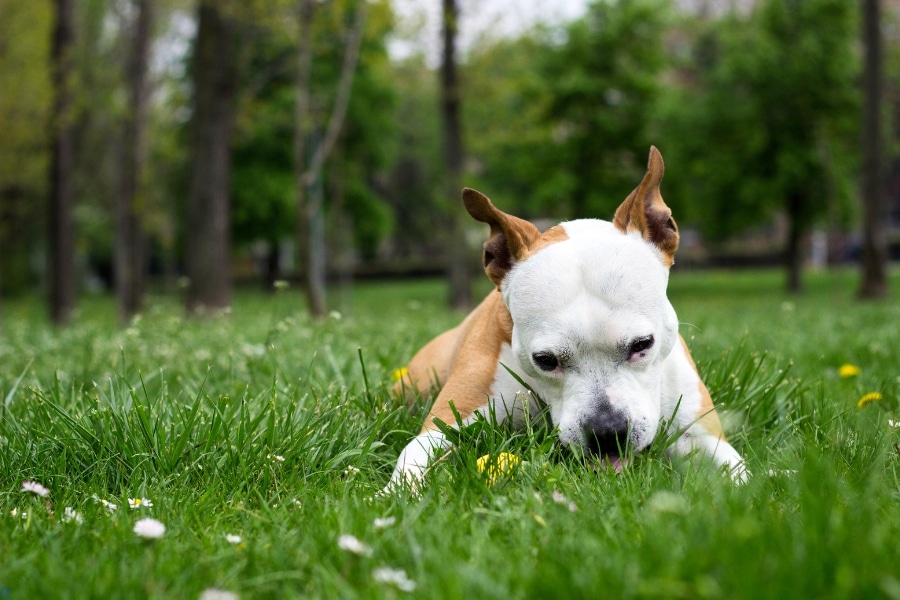 The Surprising Reasons Dogs Eat Grass