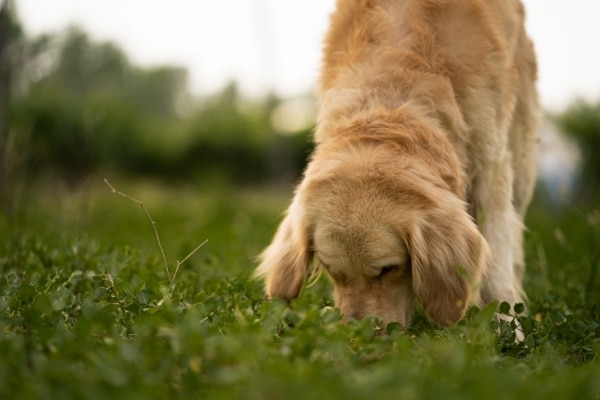 The Surprising Reasons Dogs Eat Grass