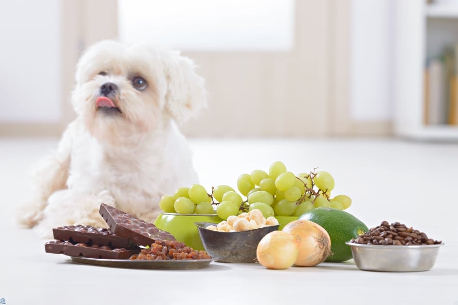 Common Foods That Are Toxic To Dogs