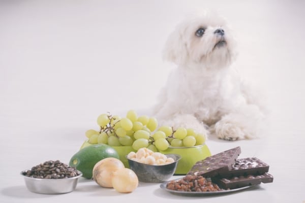 Common Foods That Are Toxic To Dogs