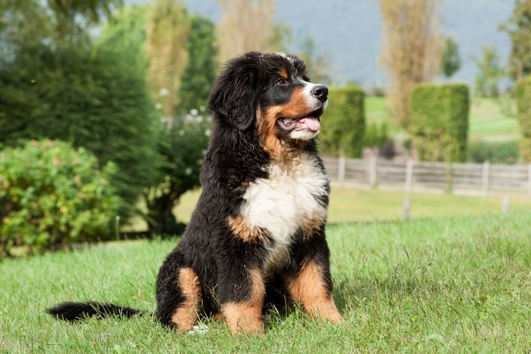 Exercises For Your Dog