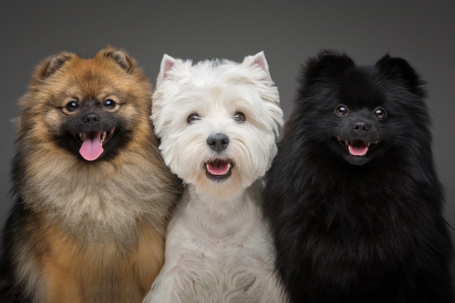 two beautiful spitz dogs and west highland white terrier on grey background. Crossbreeds