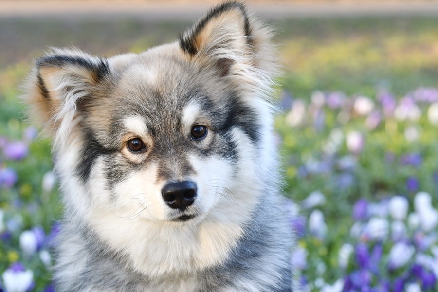 Fluffy dog in a flower field. Crossbreeds