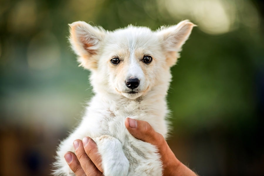 Corgipoo puppy is sitting on the hands of his owner. Crossbreeds