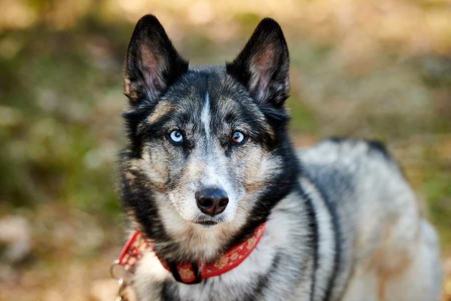 Shepsky dog portrait with blue eyes and gray coat color. Crossbreeds