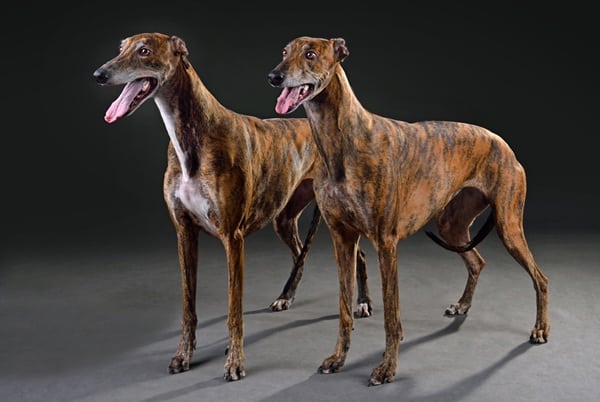 Expensive Dog Breeds