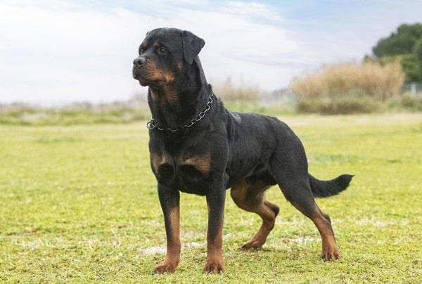 Expensive Dog Breeds