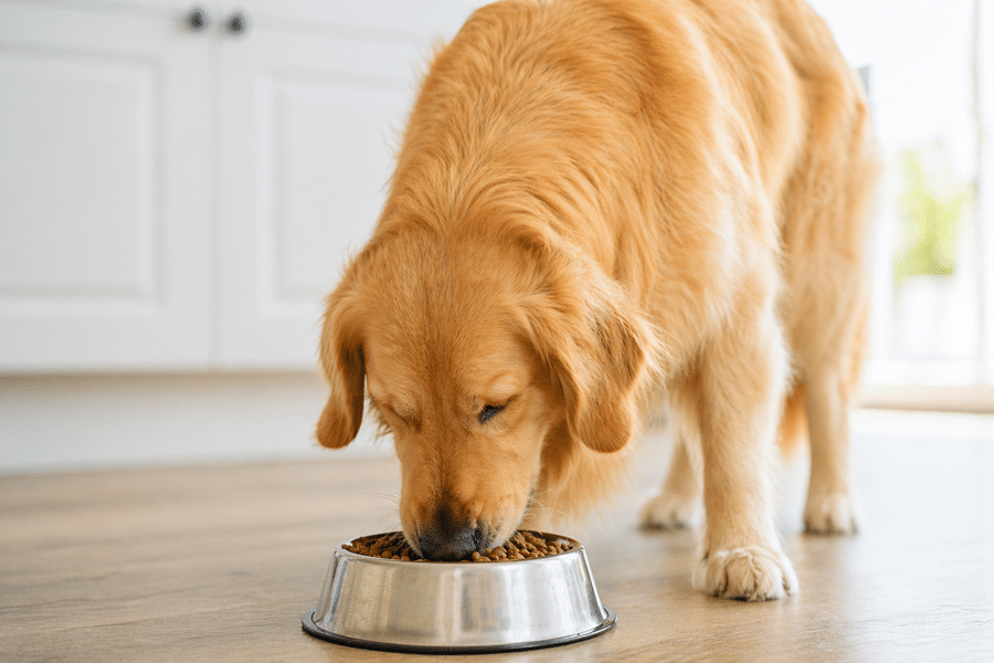 Golden retriever eating kibble from a metal bowl on a wooden floor in a bright kitchen